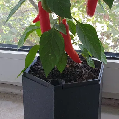 Chậu cây tự tưới hình lục giác kích thước 16x16x14cm