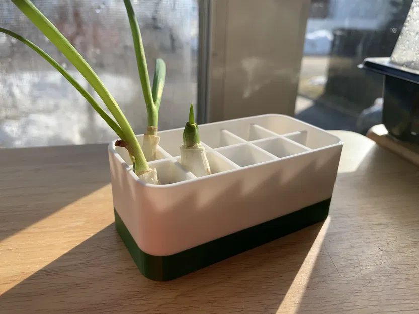 Chậu trồng hành xanh tái sinh với ngăn cách - Image 1