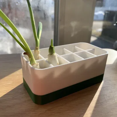 Chậu trồng hành xanh tái sinh với ngăn cách