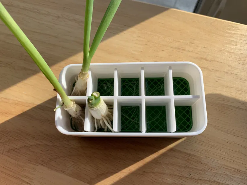 Chậu trồng hành xanh tái sinh với ngăn cách - Image 2