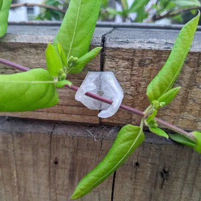 Kẹp thân cây hỗ trợ leo cho cây trồng nhanh chóng và đảo ngư...