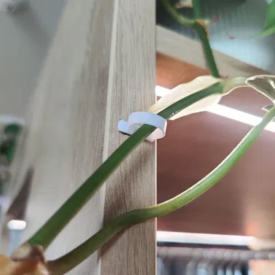 Giá treo cây treo tường cho các nhánh riêng lẻ