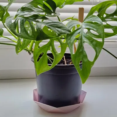 Bát hình tam giác đa giác LowPoly cho chậu cây