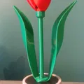 Hoa tulip đơn và chậu với ngăn bí mật - Thumbnail 1