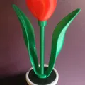 Hoa tulip đơn và chậu với ngăn bí mật - Thumbnail 2