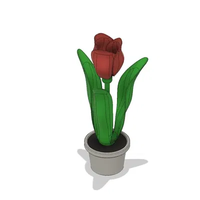 Hoa tulip đơn và chậu với ngăn bí mật