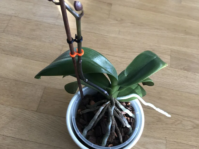 Kẹp giữ hoa lan và cây trồng khác - Image 1