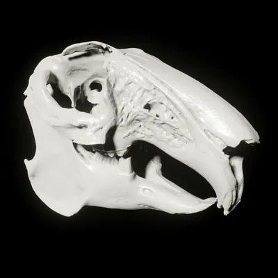 Xương sọ thỏ quét 3D cho các dự án nghiên cứu