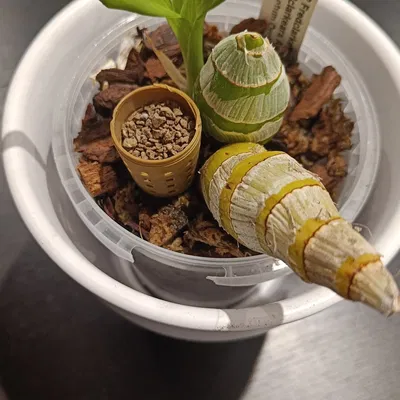 Giỏ đựng phân bón cho cây trồng khi tưới nước