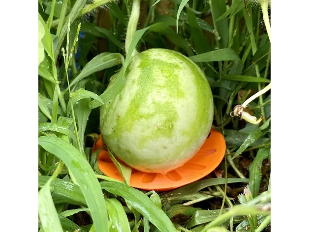 Giá đỡ cho dưa hấu và trái cây dạng dây leo - Image 3