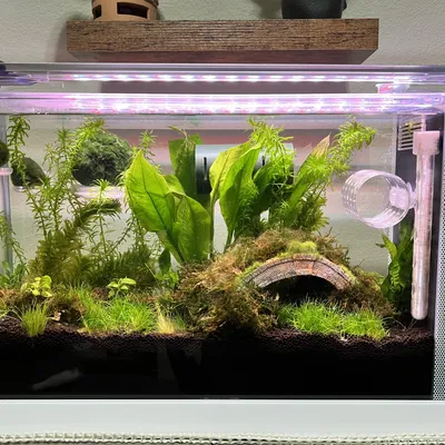 Thiết bị khuếch tán nước Fluval Spec V với cạnh bo tròn