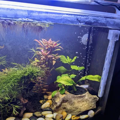 Bộ khuếch tán nước đứng Fluval Spec V cho bể cá nhỏ
