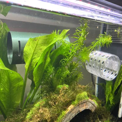 Hang Nổi Cho Cá Betta và Tôm Trong Bể Cá