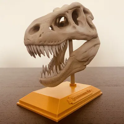 Xương sọ khủng long T-Rex không có hỗ trợ