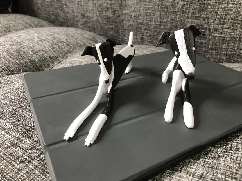 Chó con Whippet nhiều màu sắc với hai kiểu dáng - Image 1