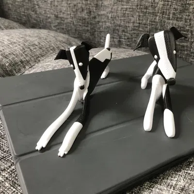 Chó con Whippet nhiều màu sắc với hai kiểu dáng