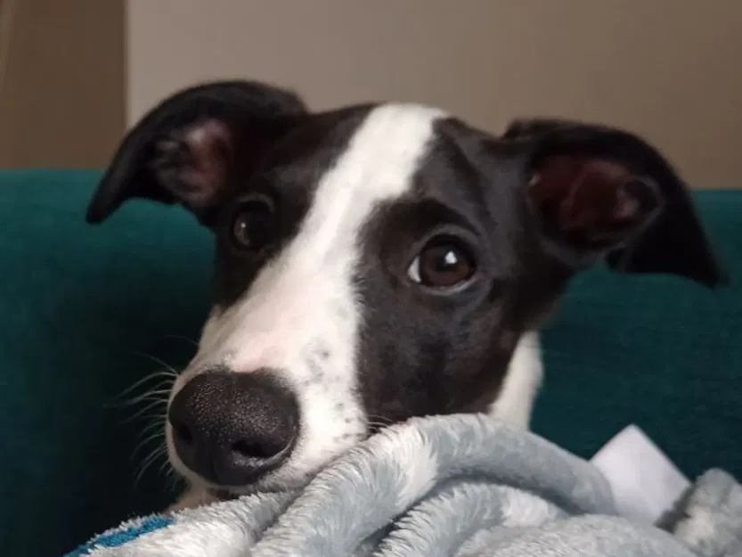 Chó con Whippet nhiều màu sắc với hai kiểu dáng - Image 11