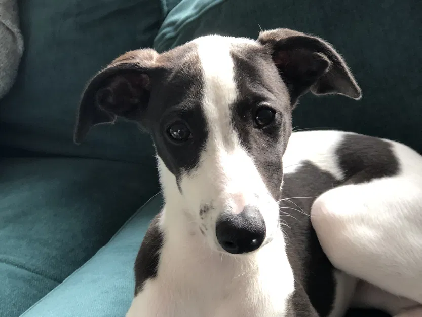 Chó con Whippet nhiều màu sắc với hai kiểu dáng - Image 12