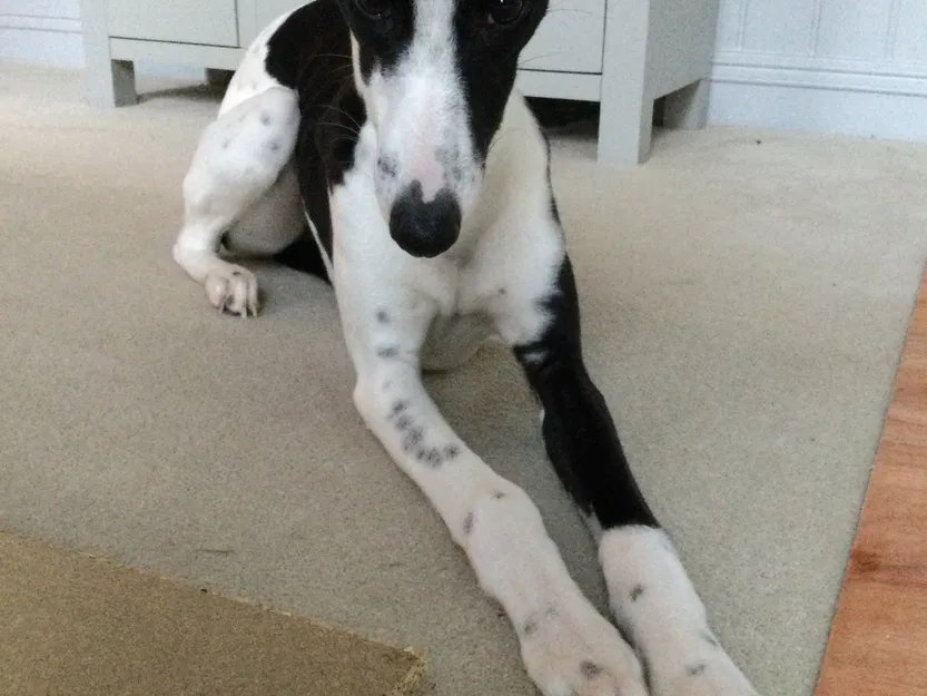 Chó con Whippet nhiều màu sắc với hai kiểu dáng - Image 13