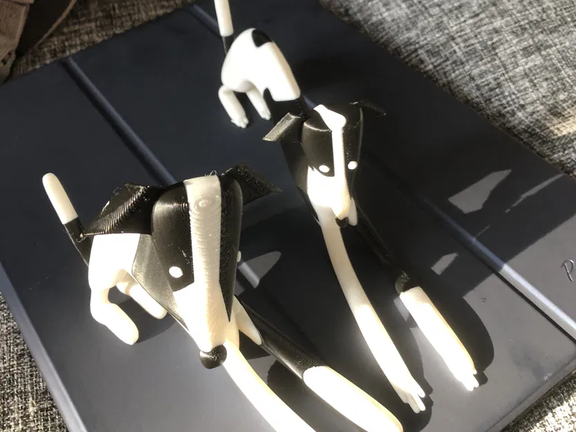 Chó con Whippet nhiều màu sắc với hai kiểu dáng - Image 16