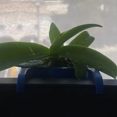 Chậu lan treo phía sau màn hình máy tính