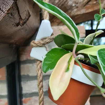 Giá treo chậu cây bằng dây thừng có thể thay đổi linh hoạt