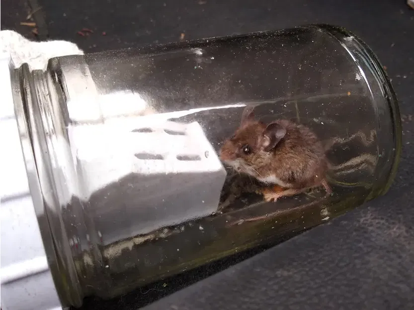 Bẫy chuột đa chuột kiểu bình jar (v.3) - Image 2