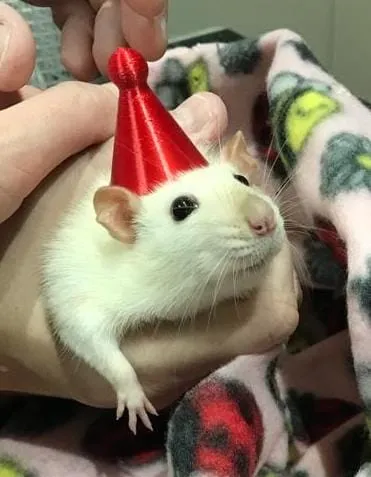 Mũ sinh nhật và băng đô cho thú cưng nhỏ - Image 1