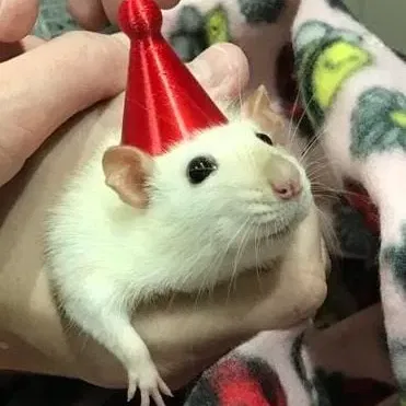 Mũ sinh nhật và băng đô cho thú cưng nhỏ