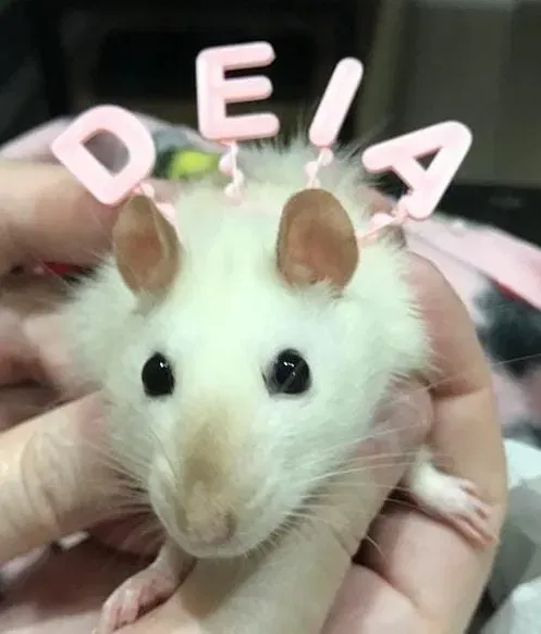 Mũ sinh nhật và băng đô cho thú cưng nhỏ - Image 2