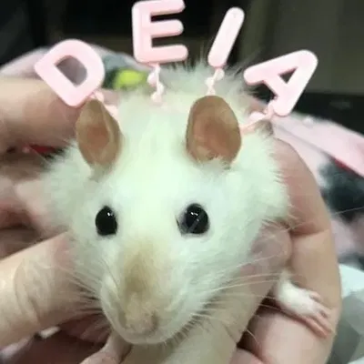 Mũ sinh nhật và băng đô cho thú cưng nhỏ