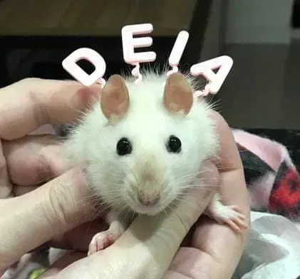 Mũ sinh nhật và băng đô cho thú cưng nhỏ - Image 3