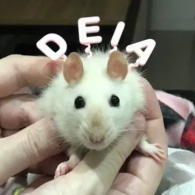 Mũ sinh nhật và băng đô cho thú cưng nhỏ