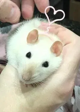 Mũ sinh nhật và băng đô cho thú cưng nhỏ - Image 4