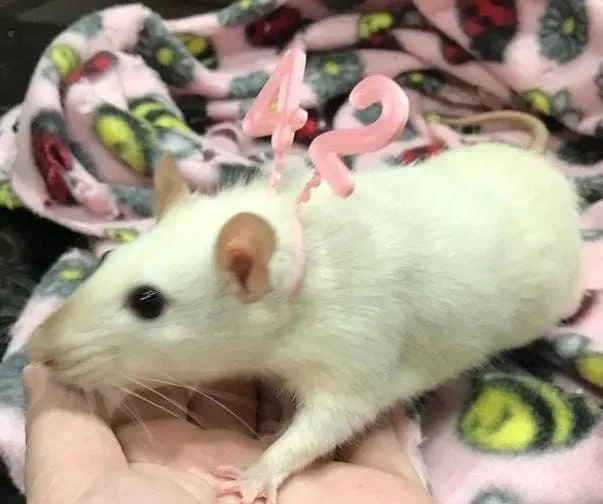 Mũ sinh nhật và băng đô cho thú cưng nhỏ - Image 5