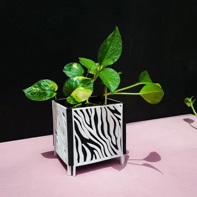 Chậu trồng cây trang trí nhà/ văn phòng với họa tiết tự nhiên