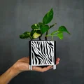 Chậu trồng cây trang trí nhà/ văn phòng với họa tiết tự nhiên - Thumbnail 6