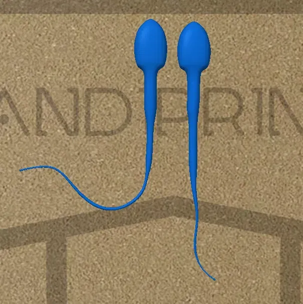 Mô hình tinh trùng STL in nhanh với chi tiết đuôi sắc nét - Image 2