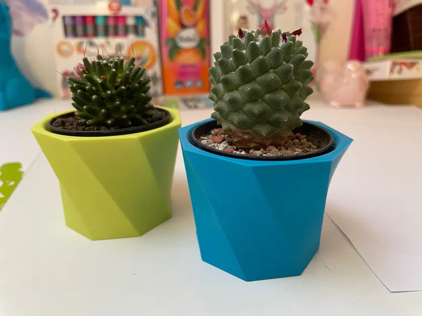 Chậu hoa xương rồng nhỏ xinh cho cây cảnh - Image 2