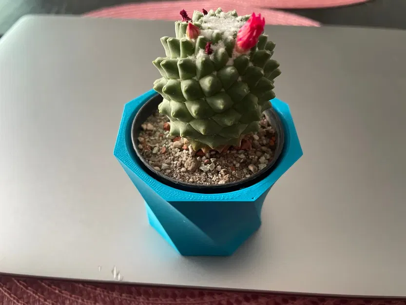 Chậu hoa xương rồng nhỏ xinh cho cây cảnh - Image 3