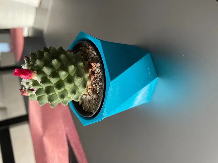 Chậu hoa xương rồng nhỏ xinh cho cây cảnh - Image 5