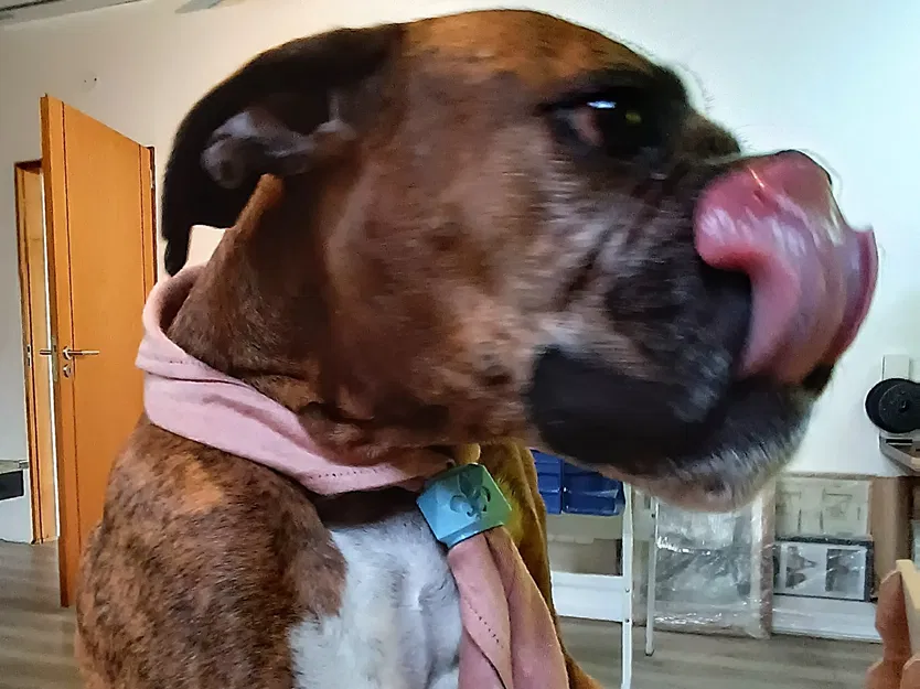 Woggle hoa diên vĩ của hướng đạo sinh Úc - Image 4