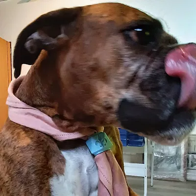 Woggle hoa diên vĩ của hướng đạo sinh Úc