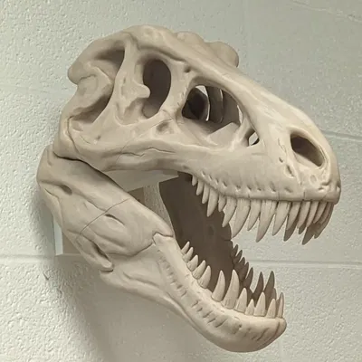 Giá đỡ tường cho hộp sọ T-Rex kích thước lớn gấp đôi