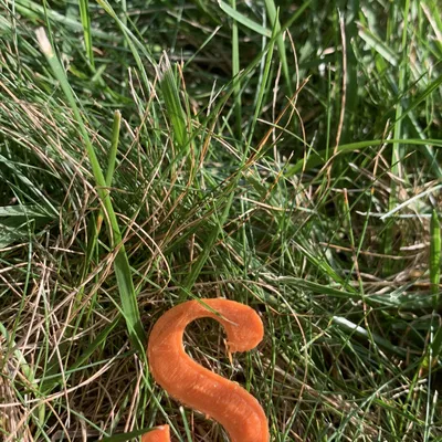 Kẹp S đơn giản cho lều cắm trại