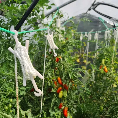 Móc treo cà chua cho nhà kính