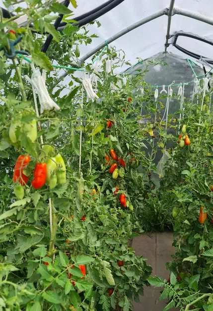 Móc treo cà chua cho nhà kính - Image 3