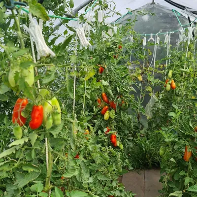 Móc treo cà chua cho nhà kính