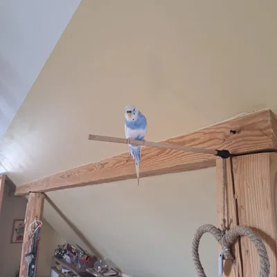 Giá đỡ cho chim vẹt thích hợp với thanh 10mm