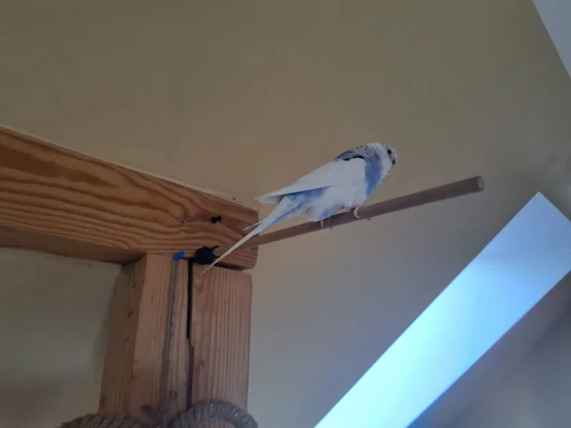 Giá đỡ cho chim vẹt thích hợp với thanh 10mm - Image 3